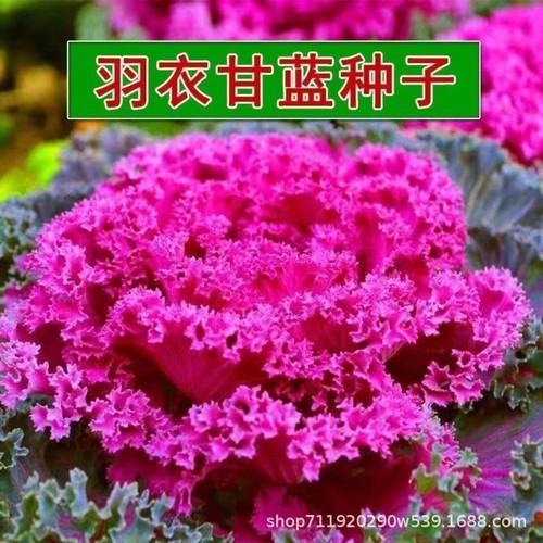 羽衣甘蓝种子Kale seeds in red and green colors, cold resistant (1 pack of 70 pills)