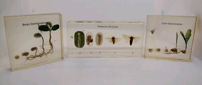 Life Cycle of Silkworm Specimen, Bean And Corn Germination In Resin Taxidermy 