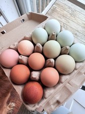 12 Rainbow Free Range Mix Fertile Chicken Hatching Eggs