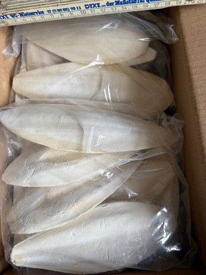 Sepiaschalen 2 kg 15-20cm Super-Qualität, Futterkalk, Kalzium, Schildkröten