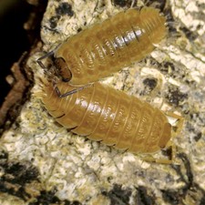 Trachelipus rathkii 'Orange' ×10 - Isopode Cloporte Vivarium Terrarium Humide