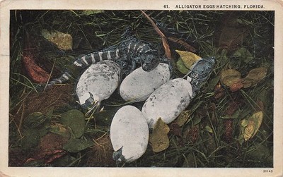 Alligator Eggs Hatching Florida Baby Gators Nest St Petersburg Vtg Postcard J47