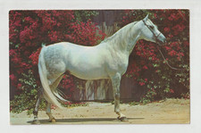 Beautiful Gray Arabian Horse Postcard Flower Background