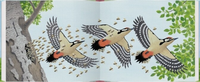 Thumbnail - Ein Jahr Mit Den Buntspechten Thomas Müller