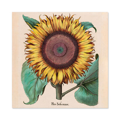 Große Sonnenblume Flos Solis Maior großer Druck 61x61 cm