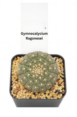 monstera amydrium MONSTERA AMYDRIUM MEDIUM SILVER online kaufen bei potflourri main image 0