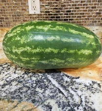 Submarine Watermelon Seeds (25) / FL Grown / Sweet / Disease Resistant / Juicy 