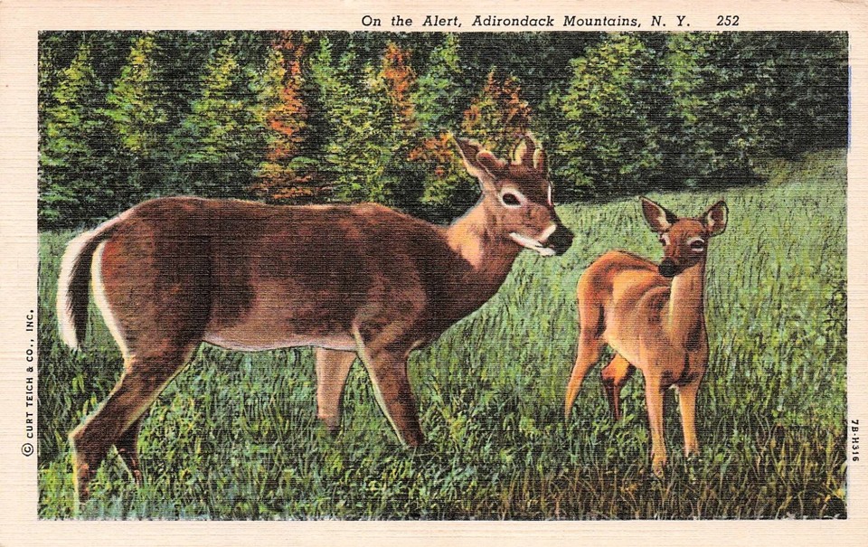 Saranac Inn NY New York DPO Deer Hunting Adirondack Santa Clara Vtg