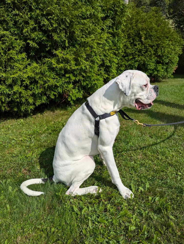 Dog Harness X-Small Front Clip Fidele Canin Black 1-5 lbs (1-2.2 kg) No Pull