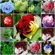 100 EXOTIC RARE Green ROSE SEEDS garden flower plant Rosas tea hybrid
