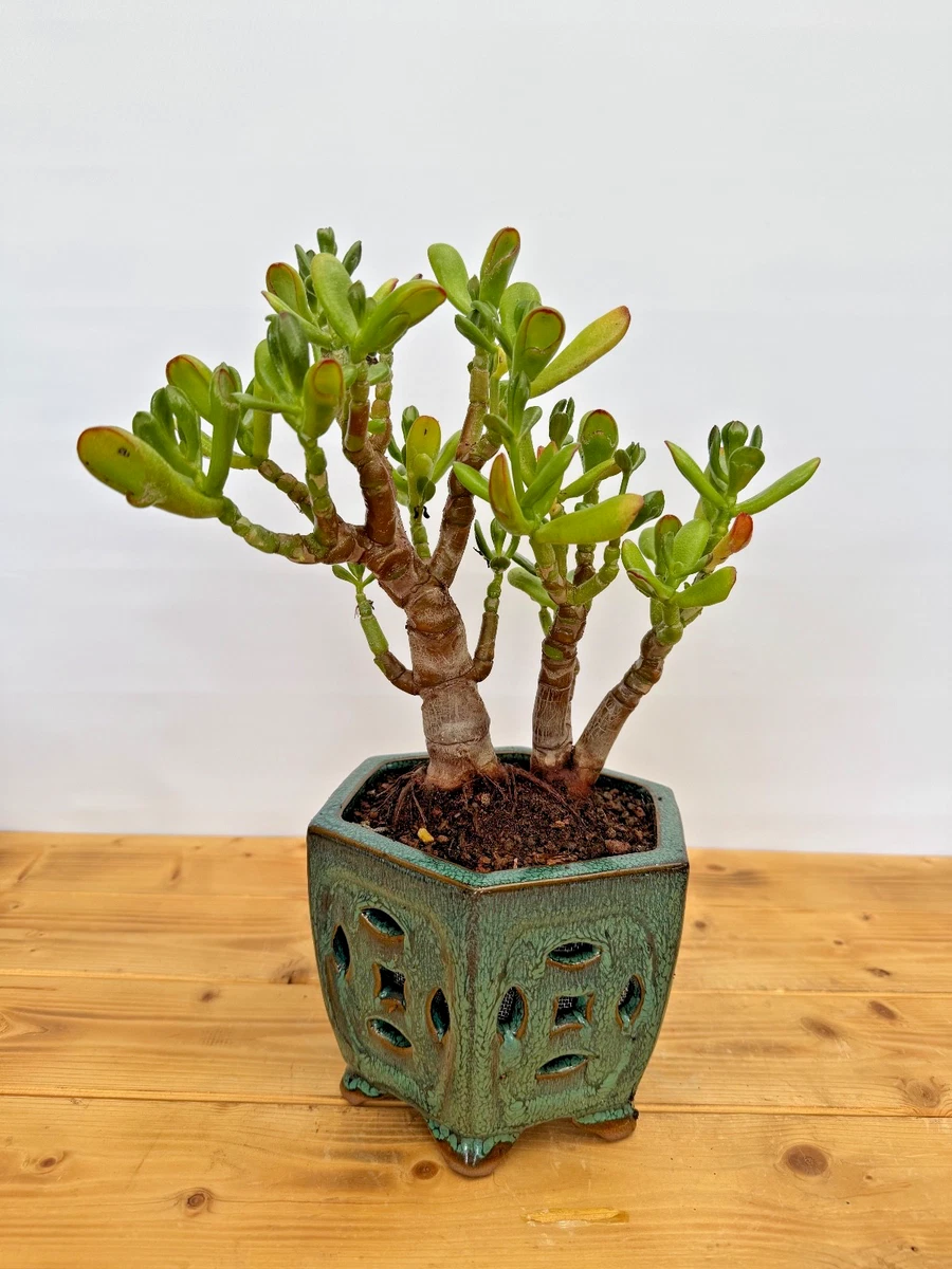 dracaena draco bonsai Dracaena Draco (Dragon Tree) in Ceramic Pot main image 0