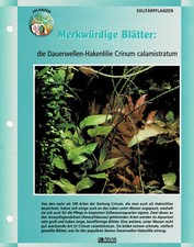 The Perm Hook Lily Crinum calamistratum / Aquarium Info Card