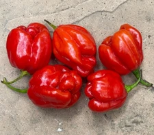55+ SEEDS Red Habanero Pepper TOP Heirloom JAMAICAN Non-GMO Vegetable FAST SHIP!