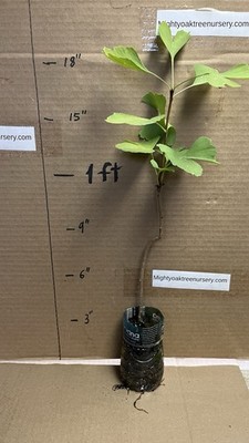 Ginkgo Biloba plant,2 y.o., oldest tree in the world. Split leaf.