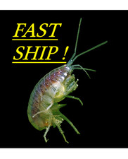 30+ Live Scuds- Food/Cleanup Crew- Freshwater Gammarus/Amphipods