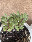 Live Crassula Rogersii Plant - Rare Succulent — photo 1