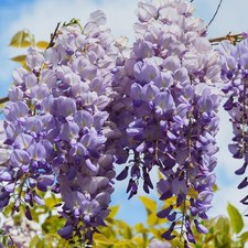 Wisteria 'Prolific' Hardy Climbing Deciduous Garden Ready Flowering Plant In Pot