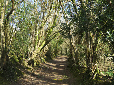 Photo 12x8 Tree-lined footpath near Ton-mawr  c2021