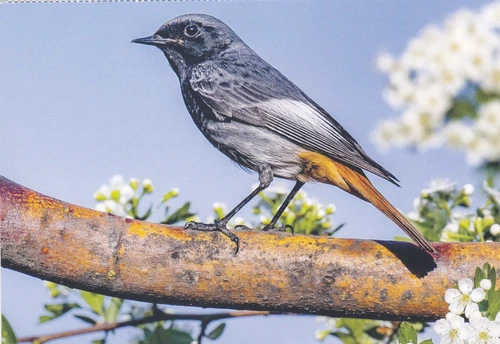 WILDLIFE * Vogel * * Postkarte * HAUSROTSCHWANZ * BIRD Postcard *** - Bild 1 von 1