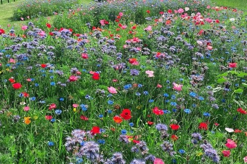 Wildflower Seed Mix 1kg Attracts Bees & Butterflies, Easy to Grow! GREEN FINGERS - Picture 3 of 6