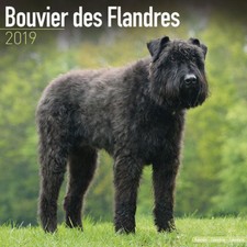 Calendrier 2019 - BOUVIER DES FLANDRES