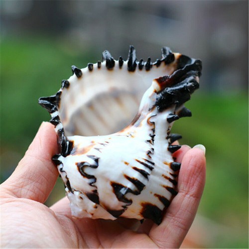 Natural Pink Shell Conch Coral Sea Snail - Decorative Snail Shells In Many Sizes, Small And Medium Large Beautiful Snail Shells I.1020817749 - Foto 9