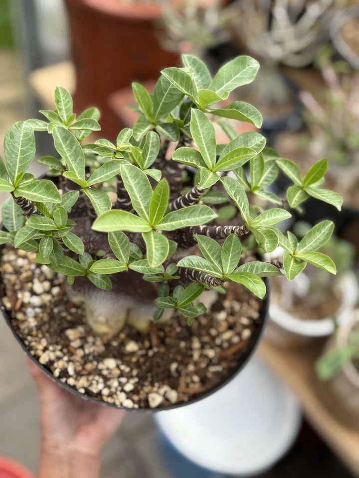 Adenium Arabicum Red Purple Skin - Image 3 of 4
