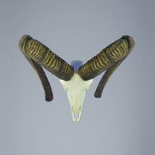 552MU Trofeo di caccia di muflone, corna 81-80cm C. 23cm