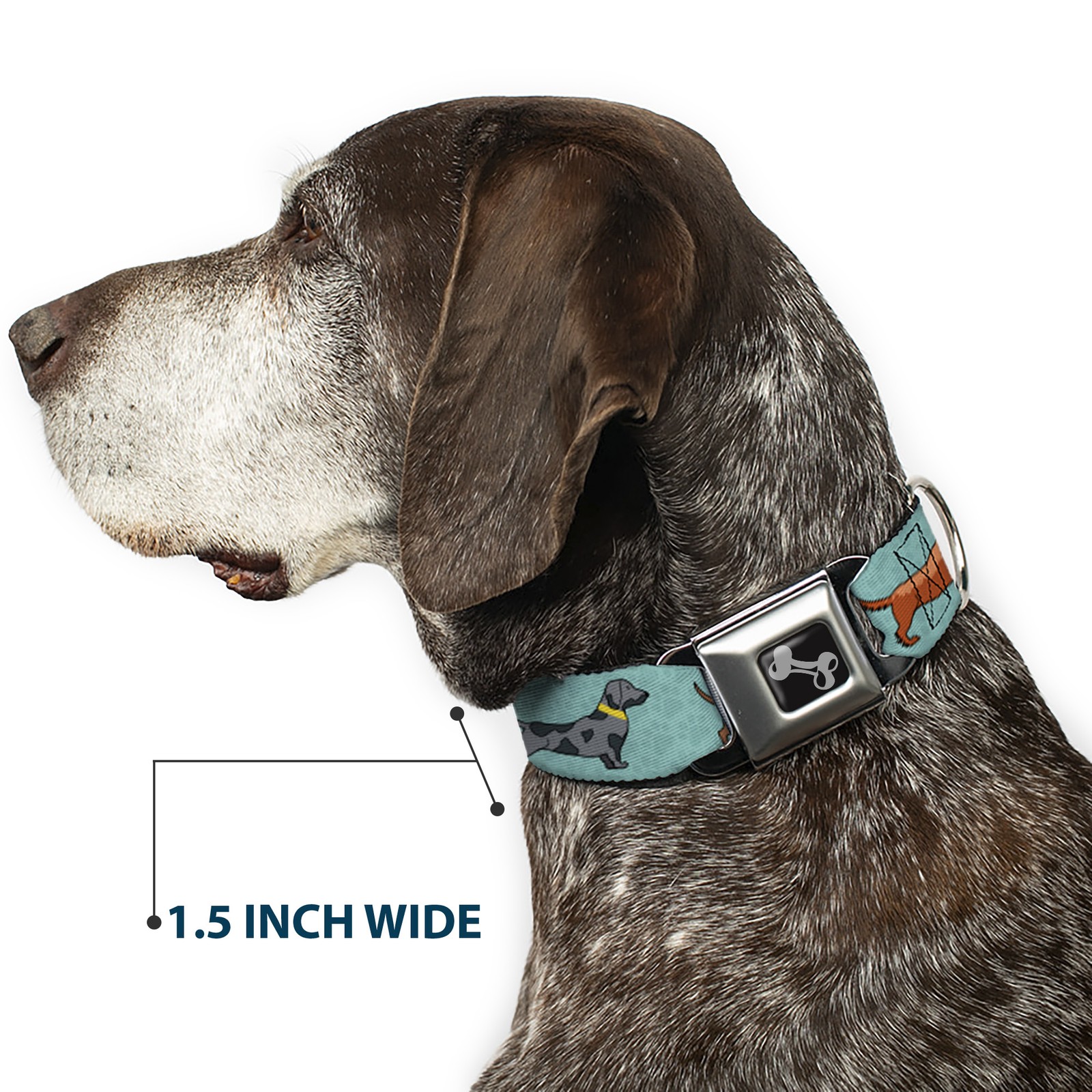 Dog Collar Bone Dachshund 4-Dogs/Paws Aquas WIDE-Medium 16-23"
