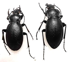 Carabus Trachycarabus perrini perrini 1 pair A1 ground beetles from S Ukraine