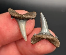Gorgeous Quality Pair Of Sand Tiger Shark Teeth From Central Florida