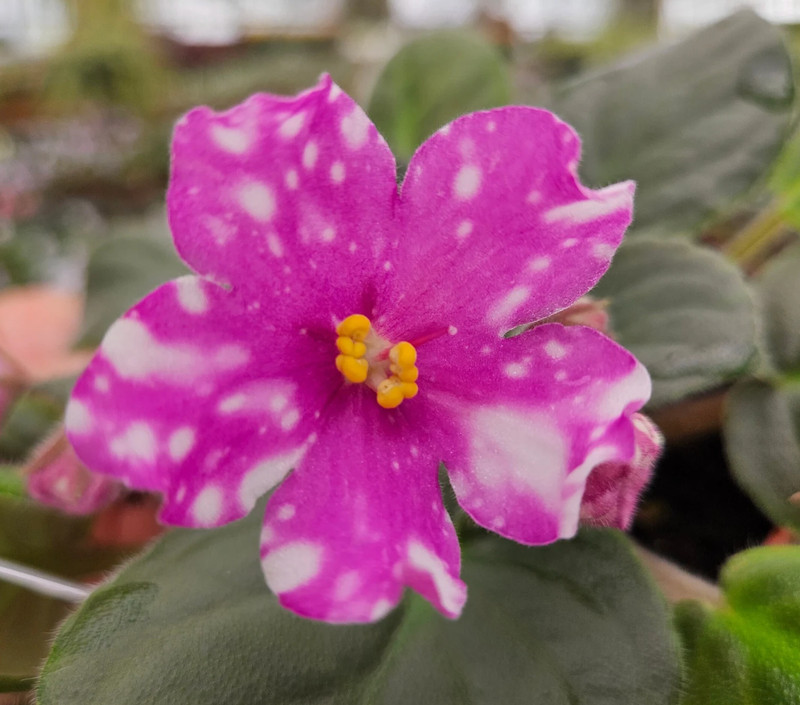 African Violet Plant ~ Hunter's Pew Pew