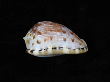 Sea shell Cypraecassis testiculus senegalica 59.6mm ID#8071