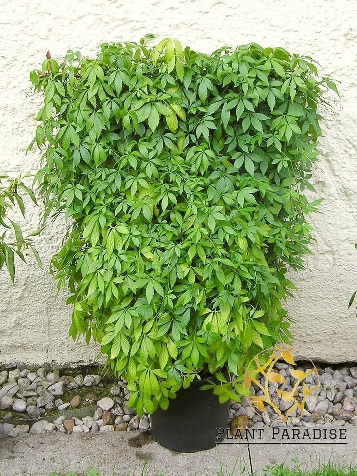 Gynostemma Pentaphyllum Jiaogulan Sweet Tea Vine Gospel Fairy Tea Herb