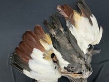 African Crowned Crane Bird Skin Ronn Lucas Collection