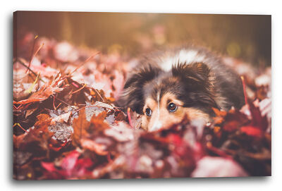 Wandbild Colli im Laub Herbst rote Blätter Tier-Bilder Hund Border-Collie dog