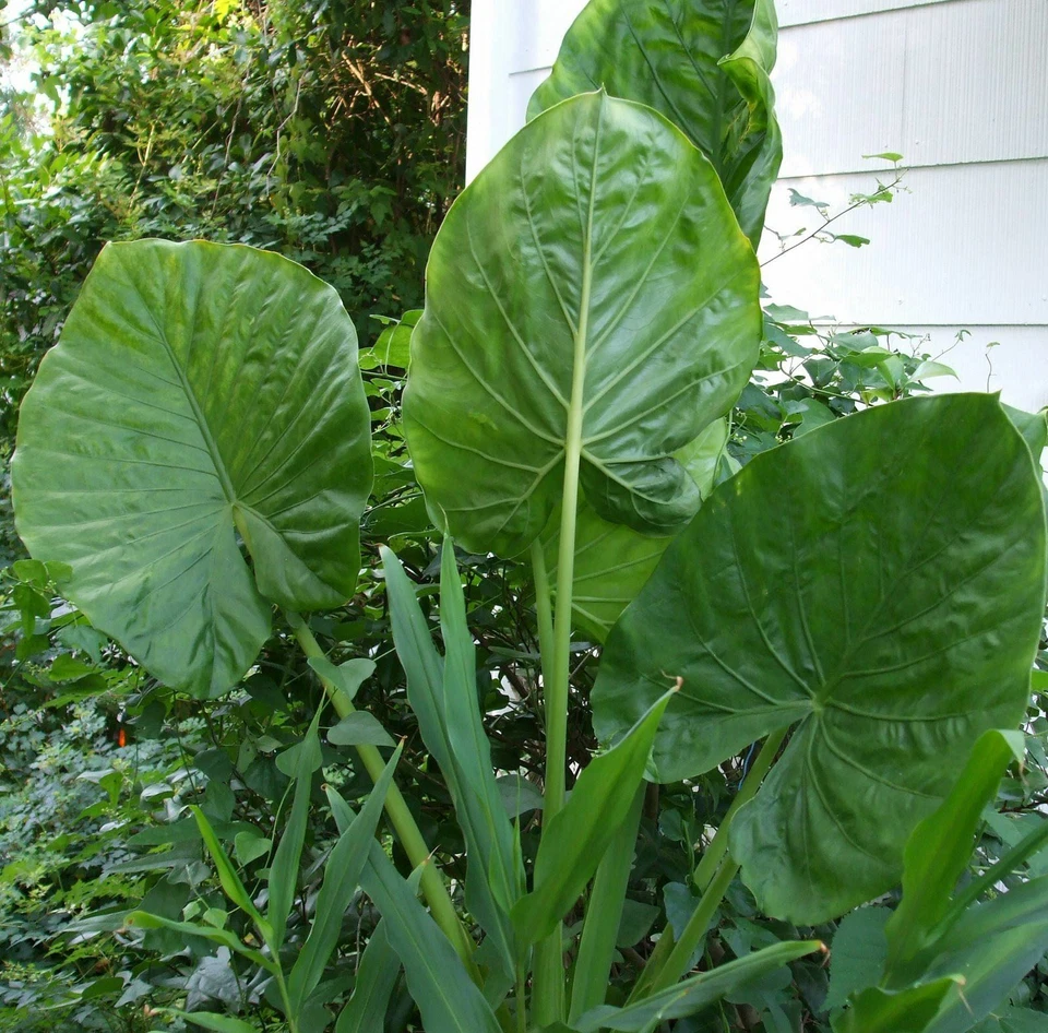 Alocasia - Calidora,  10-12" tall - Image 3 of 4