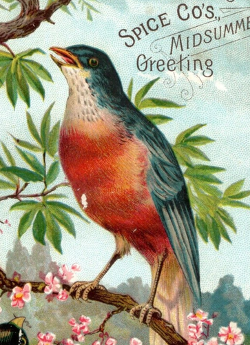 1880s-90s Woolson Spice Co. Lion Coffee Mocha Java Rio Colorful Wild ...