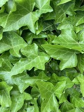 40; English Ivy Live Unrooted Cuttings - Over 6  Each