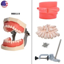 US for Kilgore Nissin 500 Type Dental Typodont Model With 28 pcs Removable Teeth
