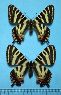 Luehdorfia japonica Large pair Shizuoka Japan