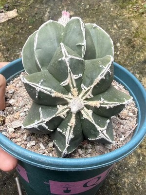 RareSucculent Plant Astrophytum myriostygma Fukuryu seedgrowth WYSIYWG