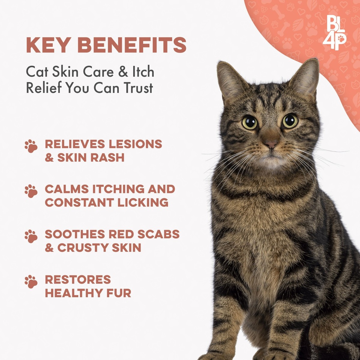 Mange Treatment for Cats
