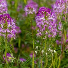 Rocky Mountain Bee Plant Seeds 50 Ct Cleome Serrulata Flower Annual USA FREE S&H
