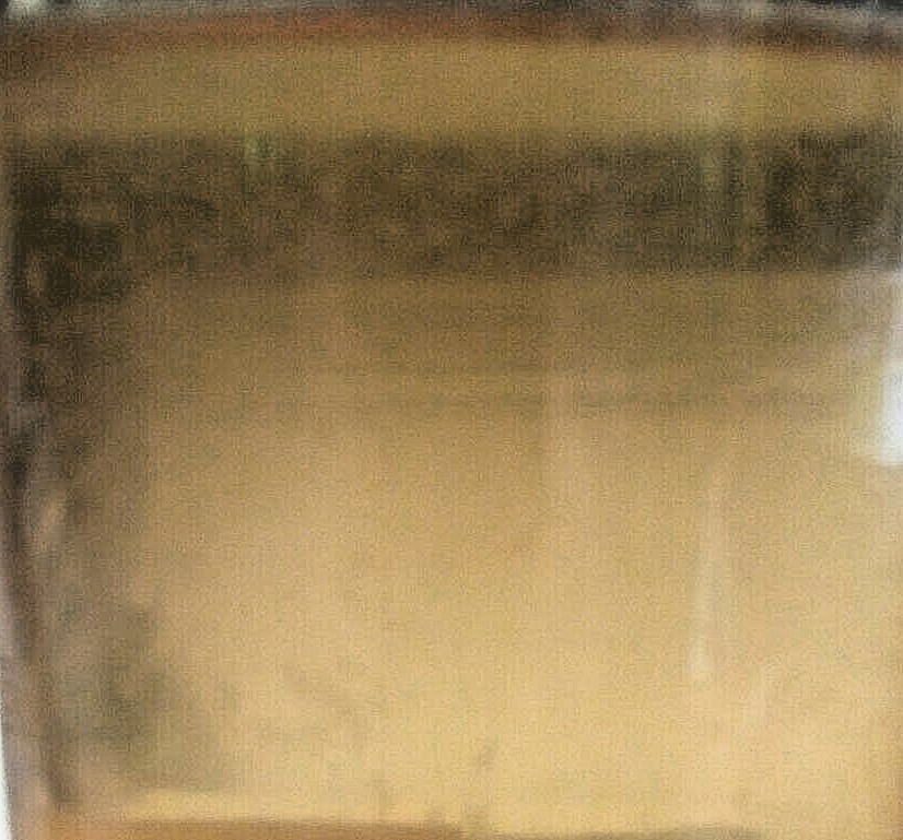 2 OZ LIVE VINEGAR EEL CULTURE Turbatrix Aceti Starter Fry Food Guppy Betta B2G1 eBay