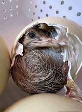 fertile ostrich eggs