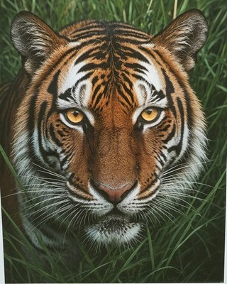 Tiger Face Close Up Golden Eyes Grass Stalking Wildlife Art Print