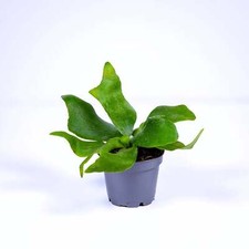 Platycerium bifurcatum Elkhorn Fern 6cm Live Tropical Terrarium Plant Easy Fast-