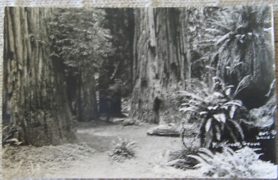 Estate Sale - Real Photo Postcard - Mill Creek Grove
