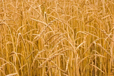 MARTIN FARMS Certified Organic Heritage Red Fife Wheat berries(grain)